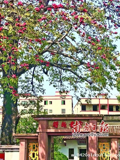 木棉树.jpg